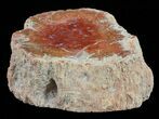 Polished Petrified Wood Limb - Madagascar #59649-1
